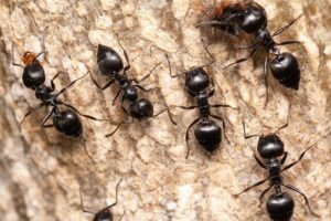 How To Get Rid Of Ants On Your Stafford Property