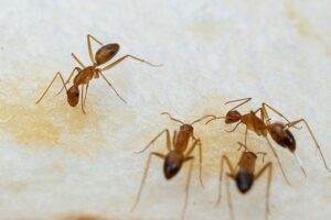 The Tricky Science Of Ant Control In Stafford