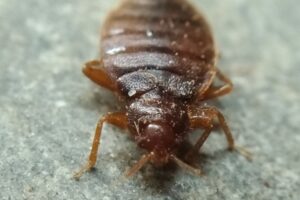 How To Get Rid Of Bed Bugs In Your Stafford Home Fast!