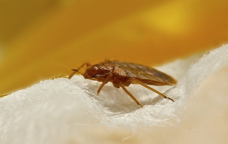 Get Rid Of Bed Bugs