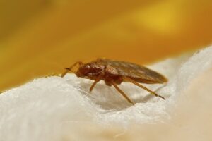 Are These Bed Bugs In My Stafford Home?