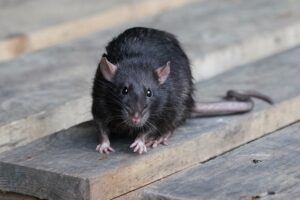 The Trick To Keeping Rats Away From Your Stafford Home
