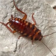 Brownbanded Roach
