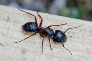 Getting Rid Of Ants For Good On Your Stafford, VA Property