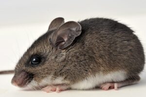 Stafford Homeowners’ Complete Guide To Effective Rodent Control