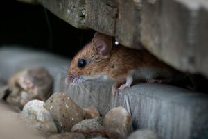 How To Keep The Mice In Stafford Out Of Your Home