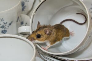 How To Get Rid Of Mice From Your Stafford Home For Good