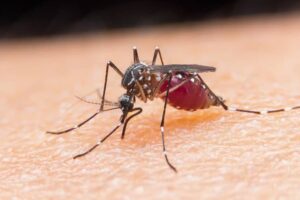 How To Avoid Mosquitoes In Stafford?
