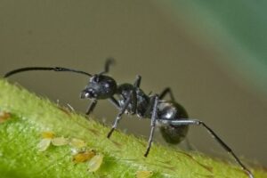 Everything You Need To Know About Odorous House Ants In Stafford