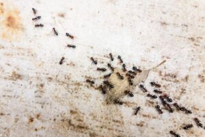 Why Ants Invade Sterling Homes And How To Keep Them Out