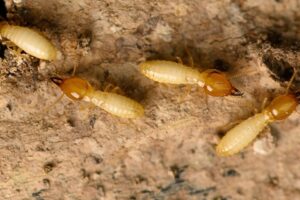 Protecting Your Sterling Home From Termites