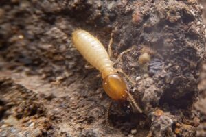 Protecting Your Stafford Home From Termites