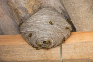 The Key To Keeping Wasps Away From Your Stafford Home